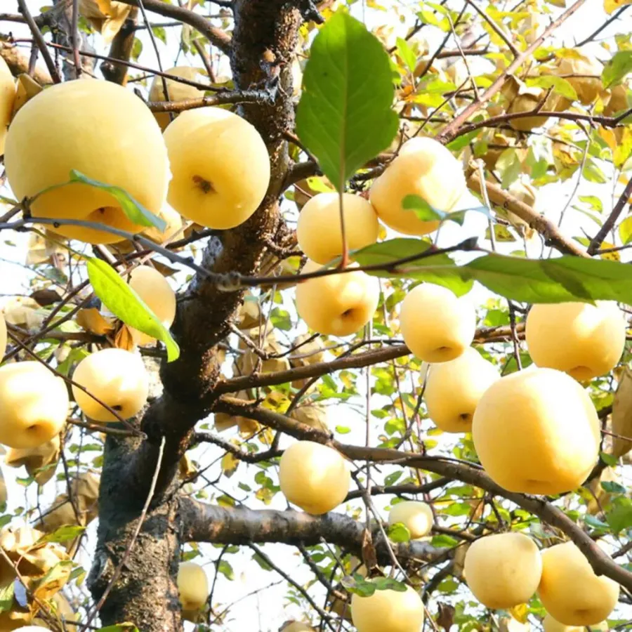 Nasiona Złotego Jabłka, wskaźnik przeżywalności 90%