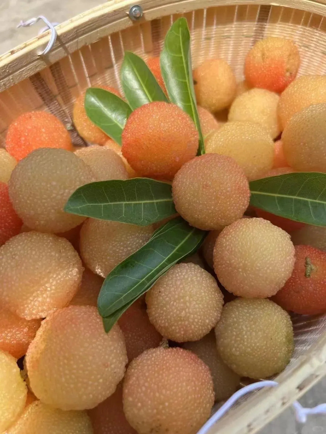 Γιγάντιο Bayberry: Στο μέγεθος μιας μπάλας πινγκ πονγκ, ⭐Μια γεύση από συνδυασμό φράουλας και κερασιού-GR