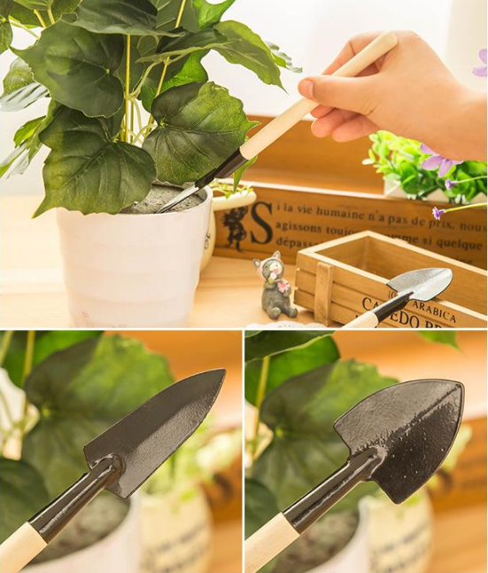 Cebule storczyka różanego o podwójnych kwiatach – odporne na zimno i pachnące