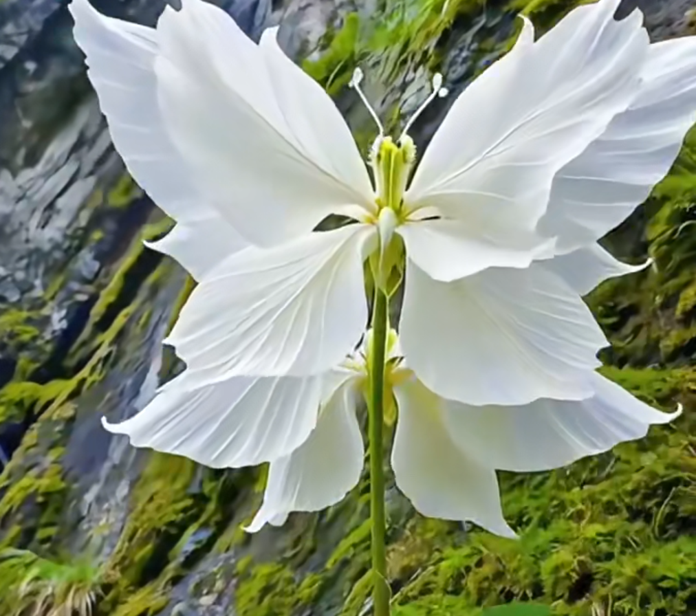 Magiškų angelų drugelių gėlių sėklos-LT