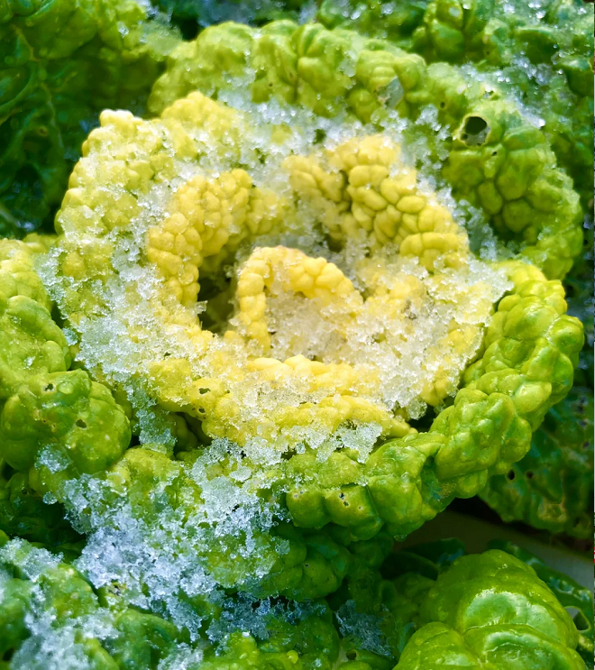 Semena Brassica Narinosa (WuTat Choy)-SI