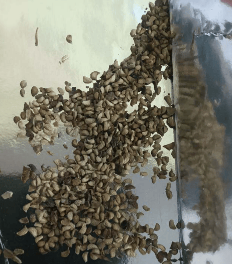 đ„Ădes ĂłriĂĄs szedermagok