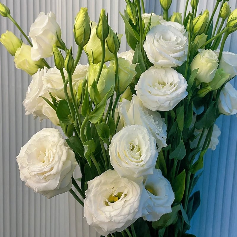 🔥Ostatni dzień wyprzedaży💝Eustoma Thornless Rose💐Lisianthus Seeds