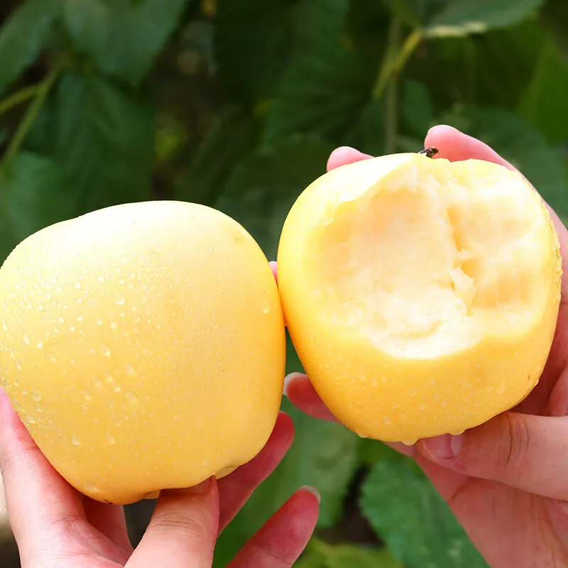 Nasiona Złotego Jabłka, wskaźnik przeżywalności 90%