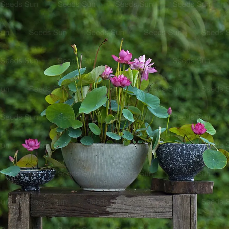 Lotoso sėklų dubuo-LT