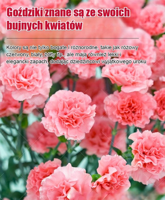 【Kwitnie przez wszystkie sezony】Nasiona goździka pełnego