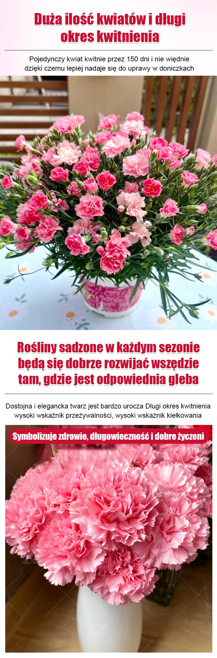 【Kwitnie przez wszystkie sezony】Nasiona goździka pełnego