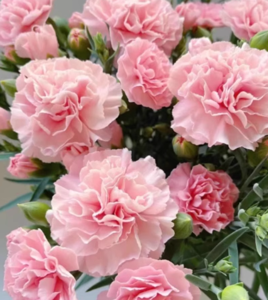 【Kwitnie przez wszystkie sezony】Nasiona goździka pełnego