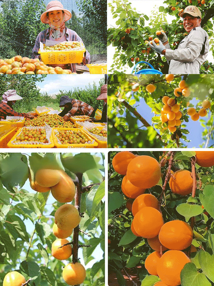 produktywnych nasion drzewa moreli królewskiej