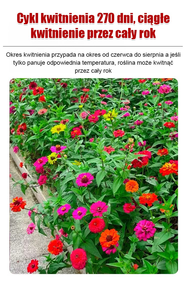 Cztery pory roku kwitnienia - mieszanka nasion kwiatów