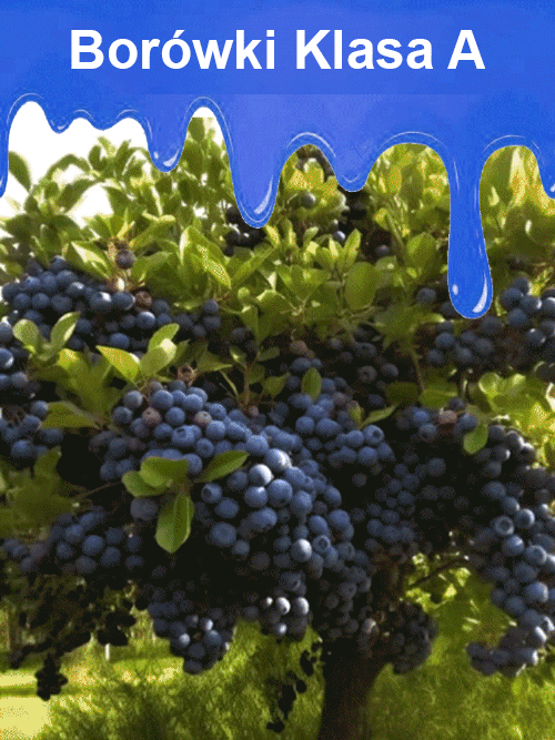 Łatwe w uprawie nasiona borówki o wysokiej wydajności