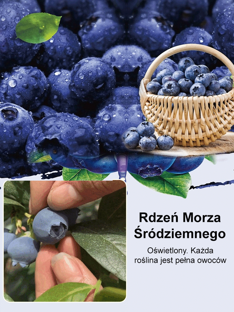 Łatwe w uprawie nasiona borówki o wysokiej wydajności