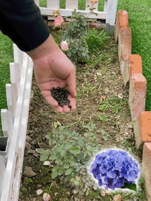 Nasiona hortensji kwitną przez cały rok