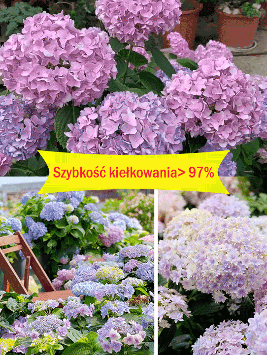 Nasiona hortensji kwitną przez cały rok