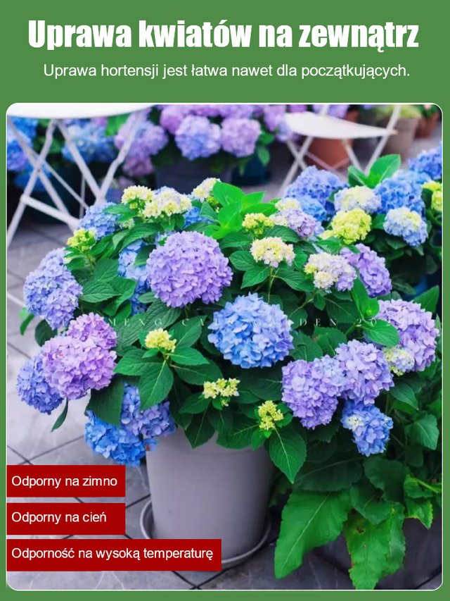 Nasiona hortensji kwitną przez cały rok