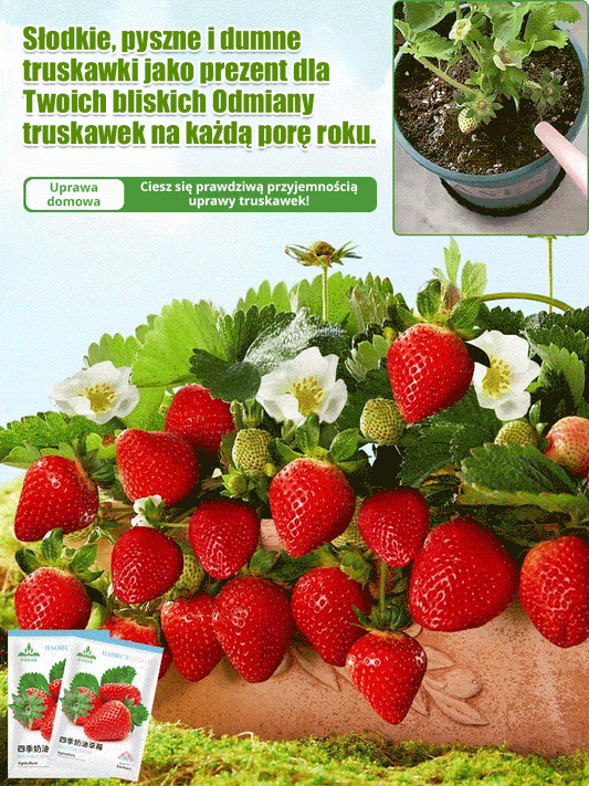 Czterosezonowe nasiona truskawek śmietankowych