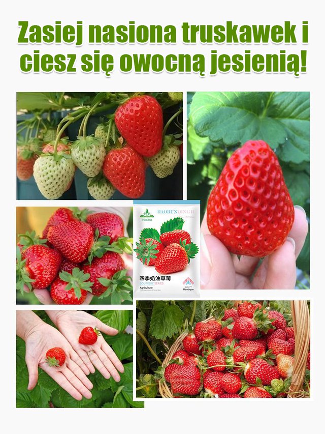 Czterosezonowe nasiona truskawek śmietankowych