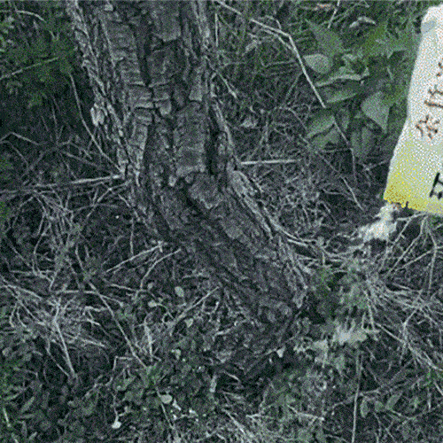 Drzewo bambusowe herbicyd