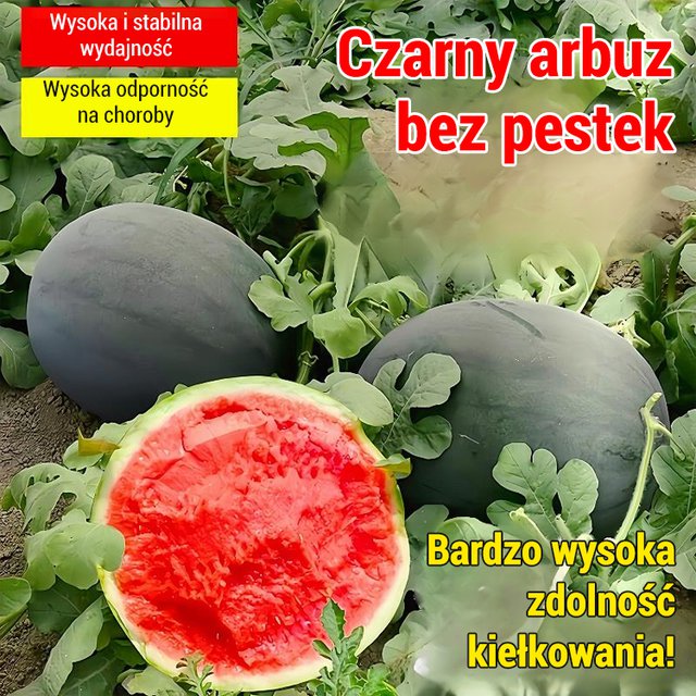 【Słodsze niż miód】Czarne bezpestkowe nasiona arbuza wysokoplennego