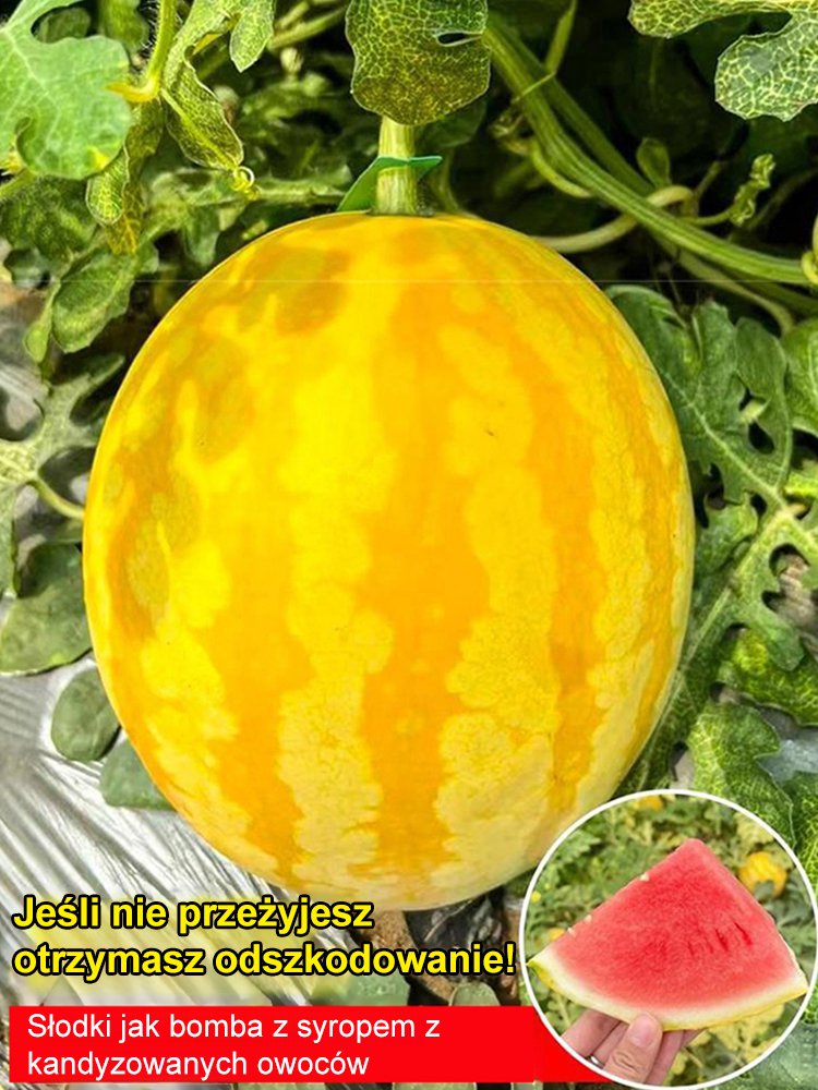 Złoty późny cienkoskórny nasiona arbuza