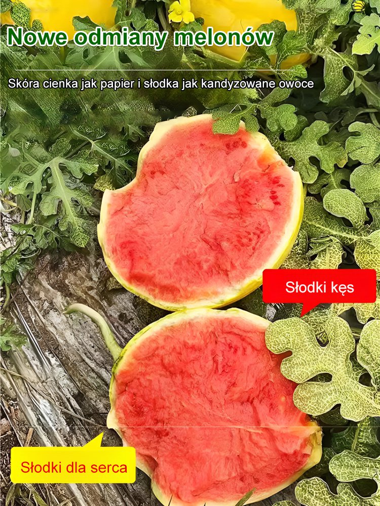 Złoty późny cienkoskórny nasiona arbuza