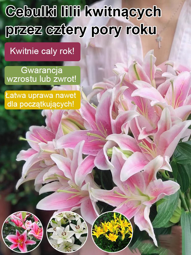 【Bardziej pachnący niż perfumy】Cebulki lilii Four Seasons pachnące na tysiące mil,Kwitnie co roku