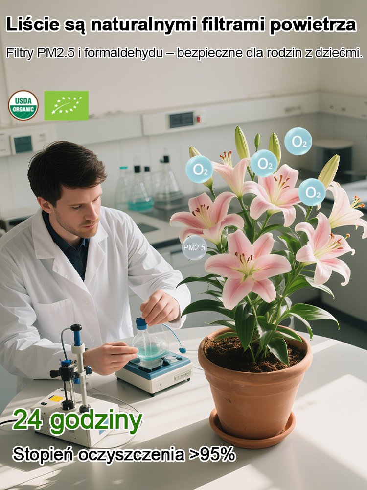 【Bardziej pachnący niż perfumy】Cebulki lilii Four Seasons pachnące na tysiące mil,Kwitnie co roku