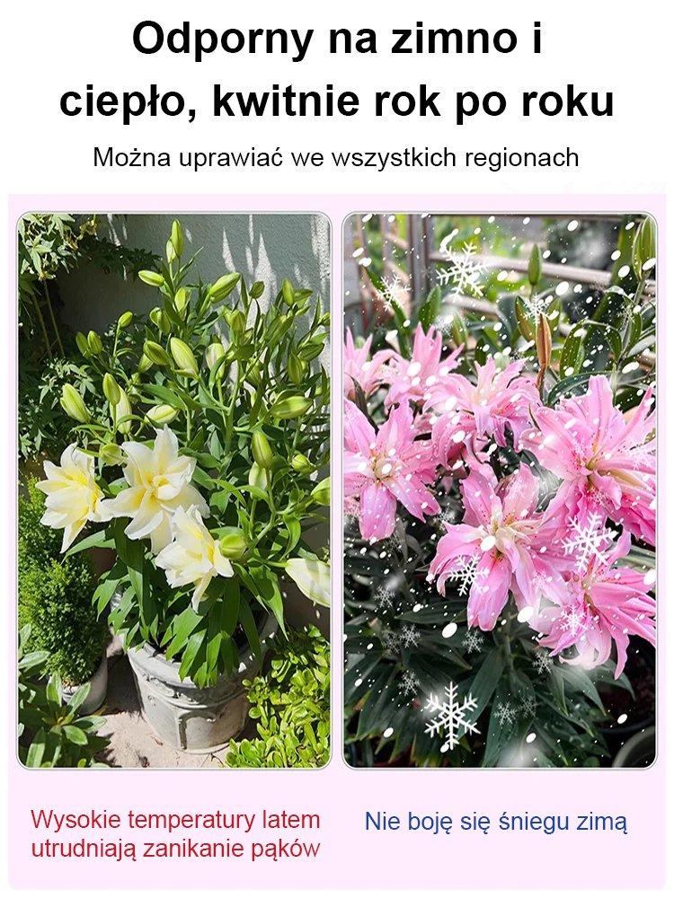 【Bardziej pachnący niż perfumy】Cebulki lilii Four Seasons pachnące na tysiące mil,Kwitnie co roku