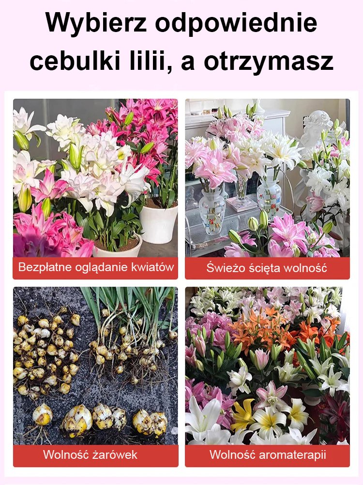 【Bardziej pachnący niż perfumy】Cebulki lilii Four Seasons pachnące na tysiące mil,Kwitnie co roku
