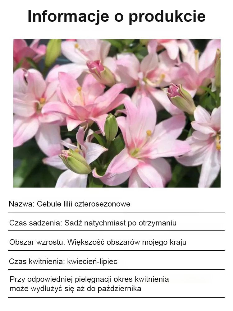 【Bardziej pachnący niż perfumy】Cebulki lilii Four Seasons pachnące na tysiące mil,Kwitnie co roku