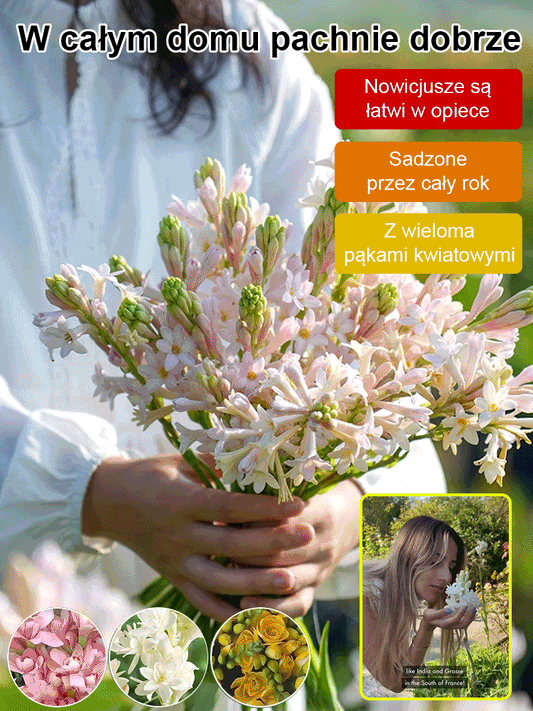 【Bardziej pachnący niż perfumy】Kwiaty tuberozy pachnące na tysiące mil,Kwitnie co roku