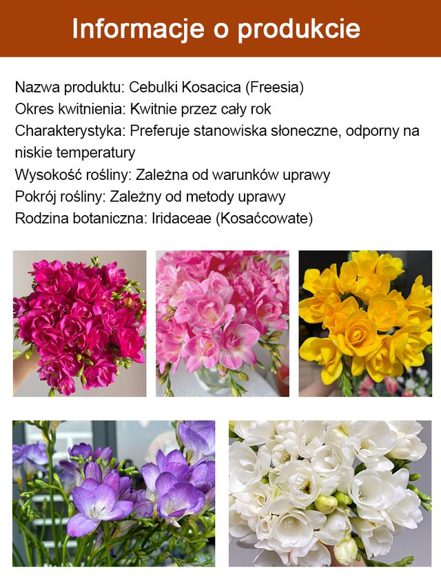 Kwitnienie przez cały rok! Najwyższej jakości cebulki pachnącego kosacica (Freesia)