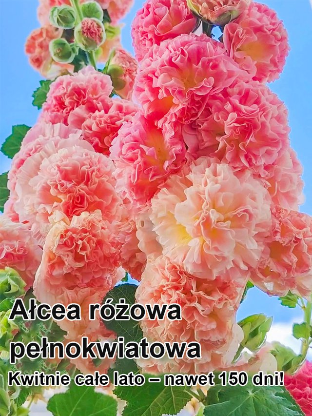 Sezonowe nasiona malwy dwupłatkowej kwitnącej