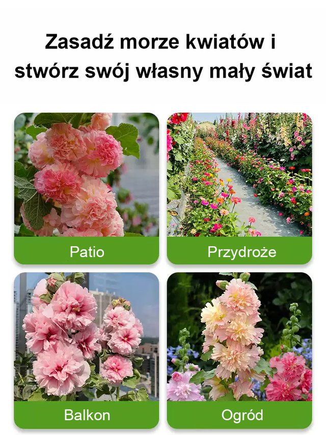 Sezonowe nasiona malwy dwupłatkowej kwitnącej