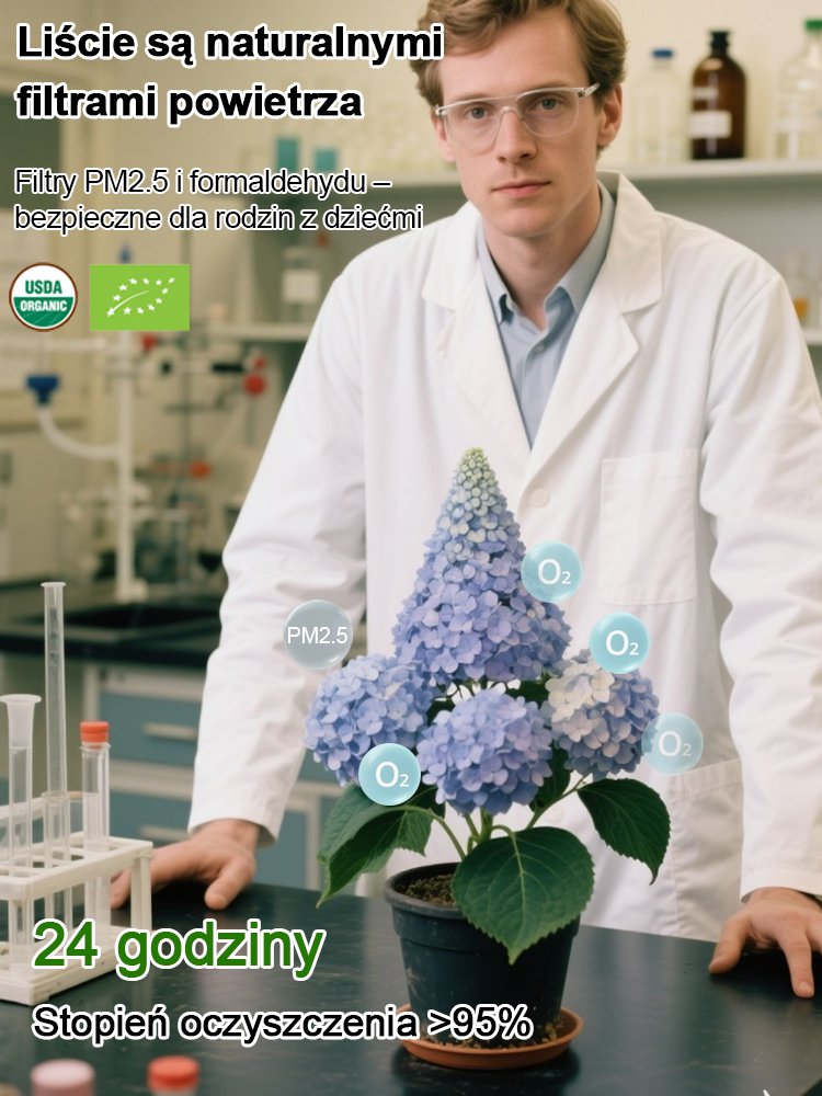 Nasiona hortensji truskawkowej Four Seasons Flowering