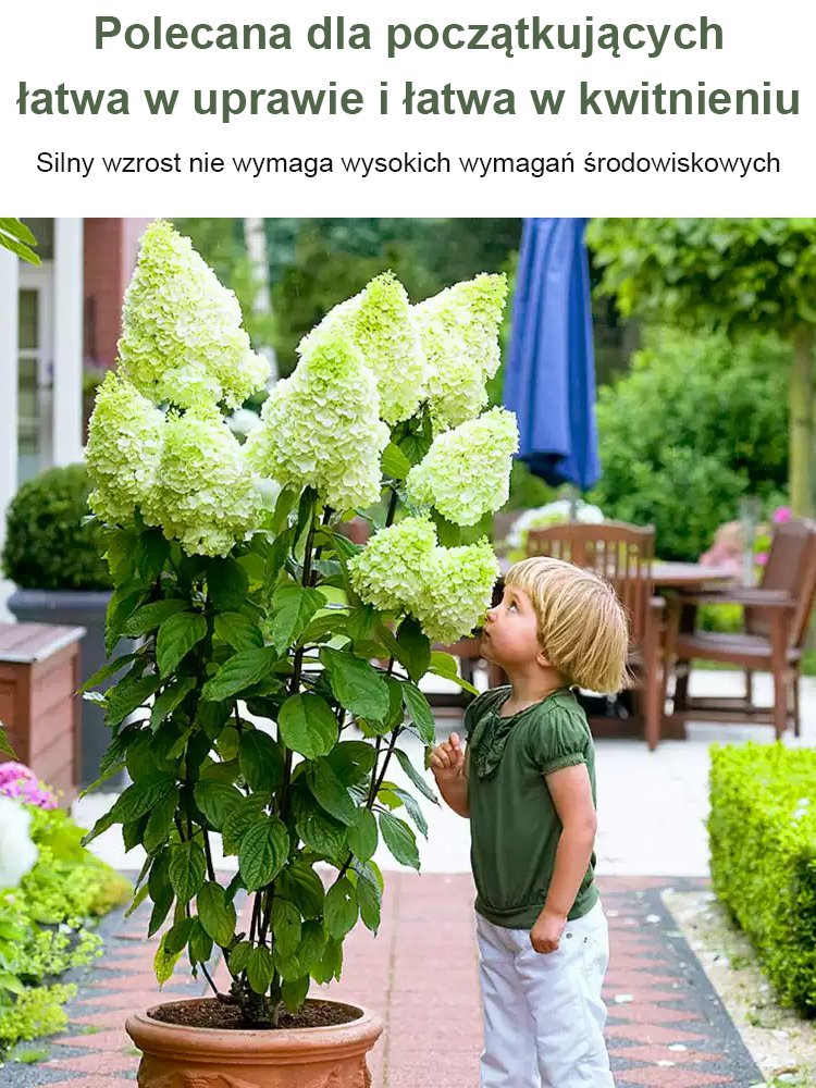 Nasiona hortensji truskawkowej Four Seasons Flowering