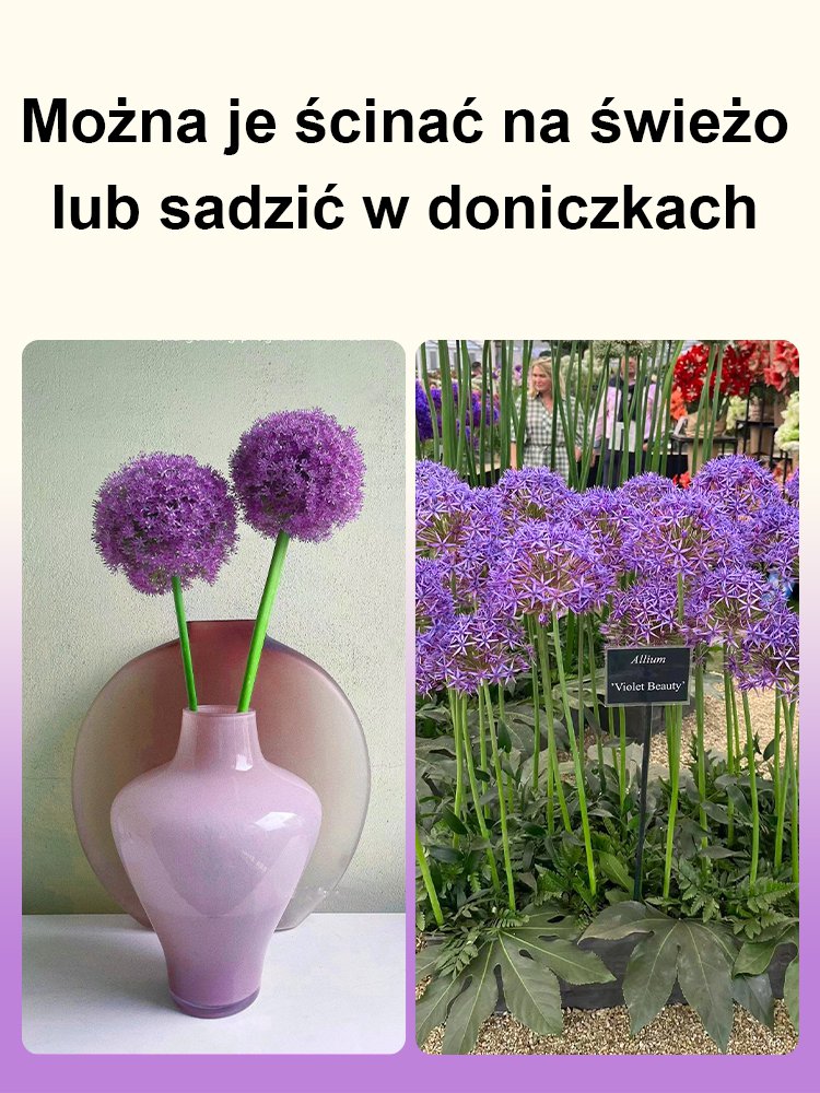 【Jednorazowe sadzenie, kwitnienie co roku】Cebule czosnek olbrzymi łatwe do uprawy przez cały rok.