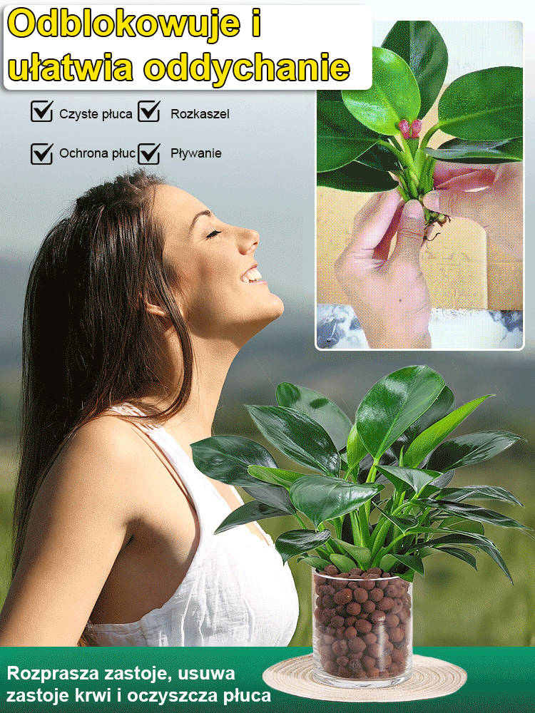 Złoty diament rośliny zielone【Król uzdrawiania płuc】