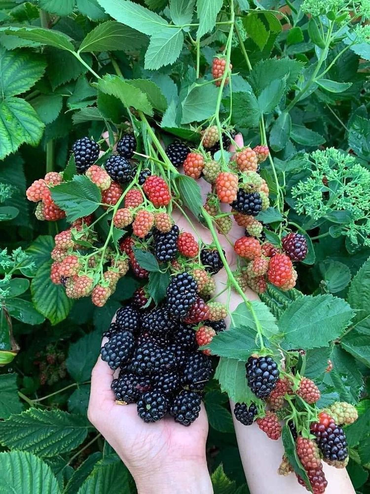 Σπόροι γιγάντιου μαύρου σμέουρου-GR