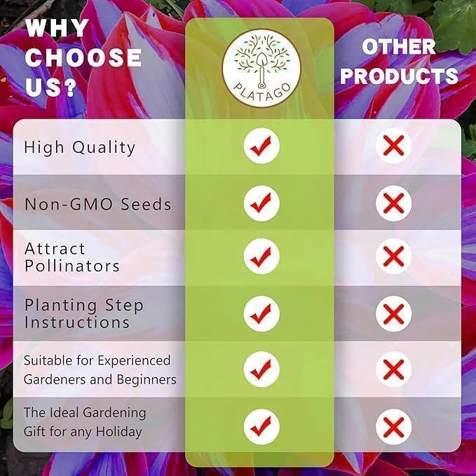 Vaivorykštės miglos augalų sėklos-LT