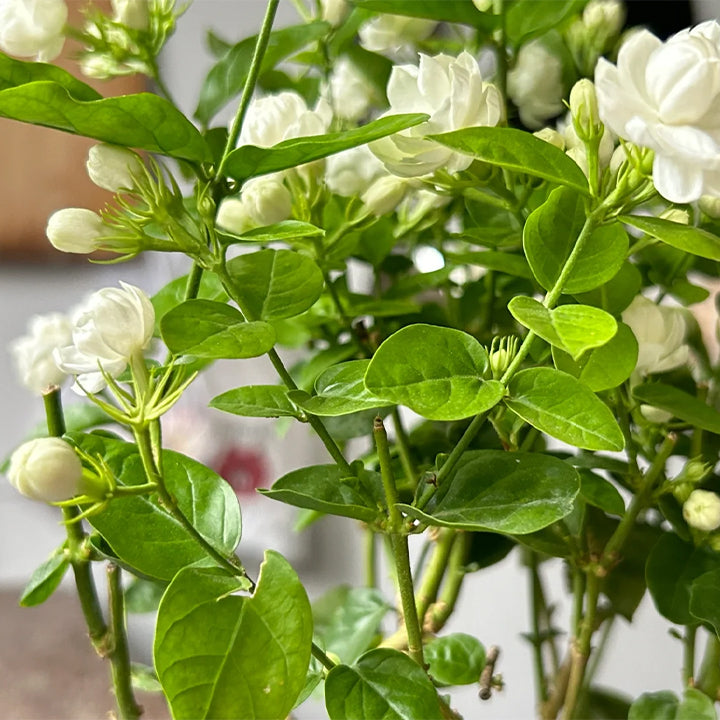 Διπλοί σπόροι γιασεμιού-GR