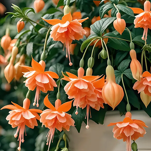 🌺Σπόροι Φούξιας - Λουλούδι Φαναριού-GR