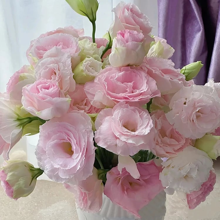 🔥Paskutinė išpardavimo diena💝Eustoma bespygliuočių rožė💐Lisianthus sėklos-LT