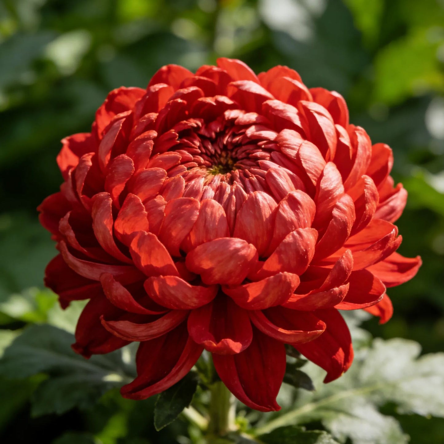 🌸Semena potonike krizanteme-SI