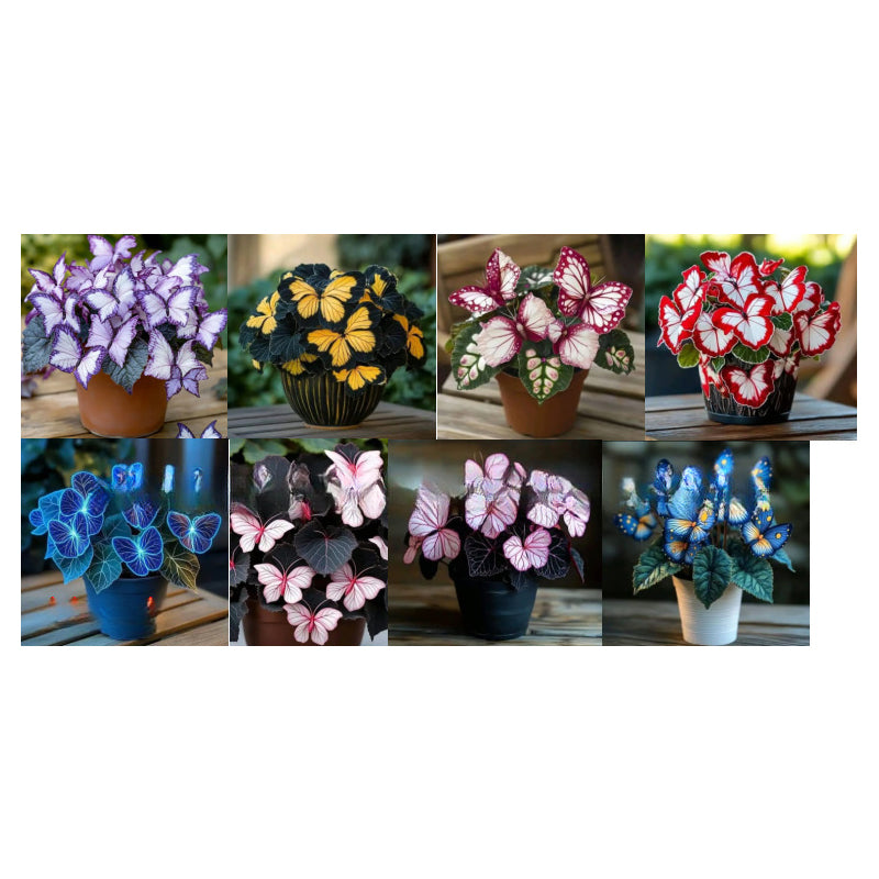 Φανταχτεροί σπόροι λουλουδιών σε σχήμα πεταλούδας-GR