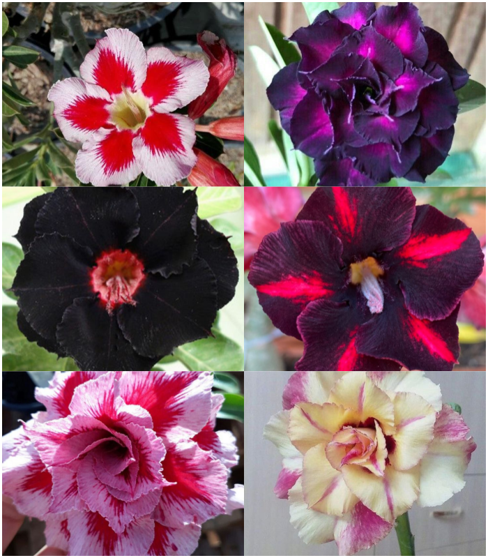 🔥Wyhoduj Królową Pustyni – teraz w obniżonej cenie!🎁 😍Uwielbia kwitnąć, długi okres kwitnienia 🌵 Róża Pustyni