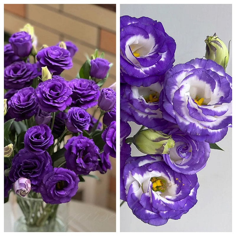 🔥Ostatni dzień wyprzedaży💝Eustoma Thornless Rose💐Lisianthus Seeds