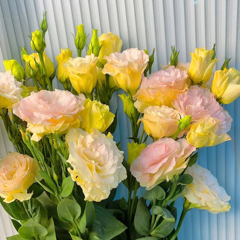 🔥Ostatni dzień wyprzedaży💝Eustoma Thornless Rose💐Lisianthus Seeds