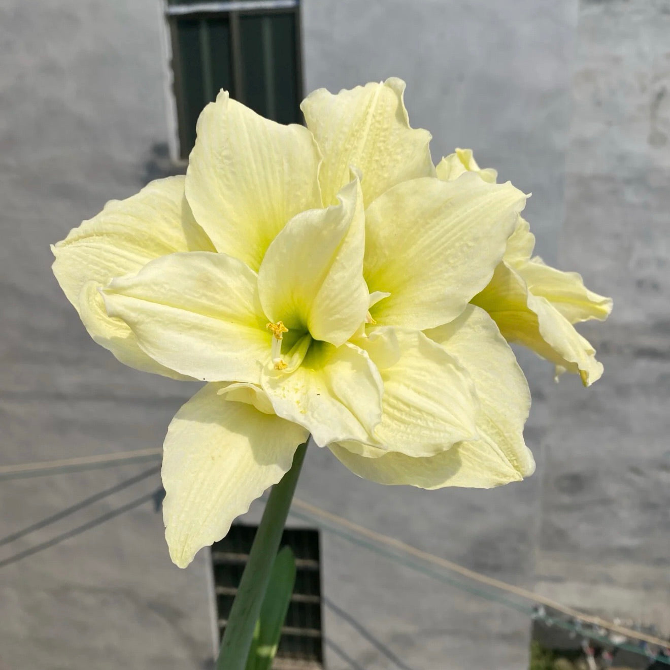 Cebulki amarylisów o podwójnych kwiatach🌼