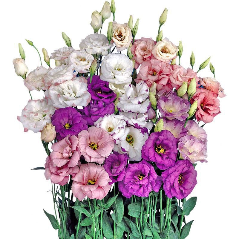 🔥Posledný deň predaja💝Eustoma beztŕňová ruža💐Semená Lisianthus-SK